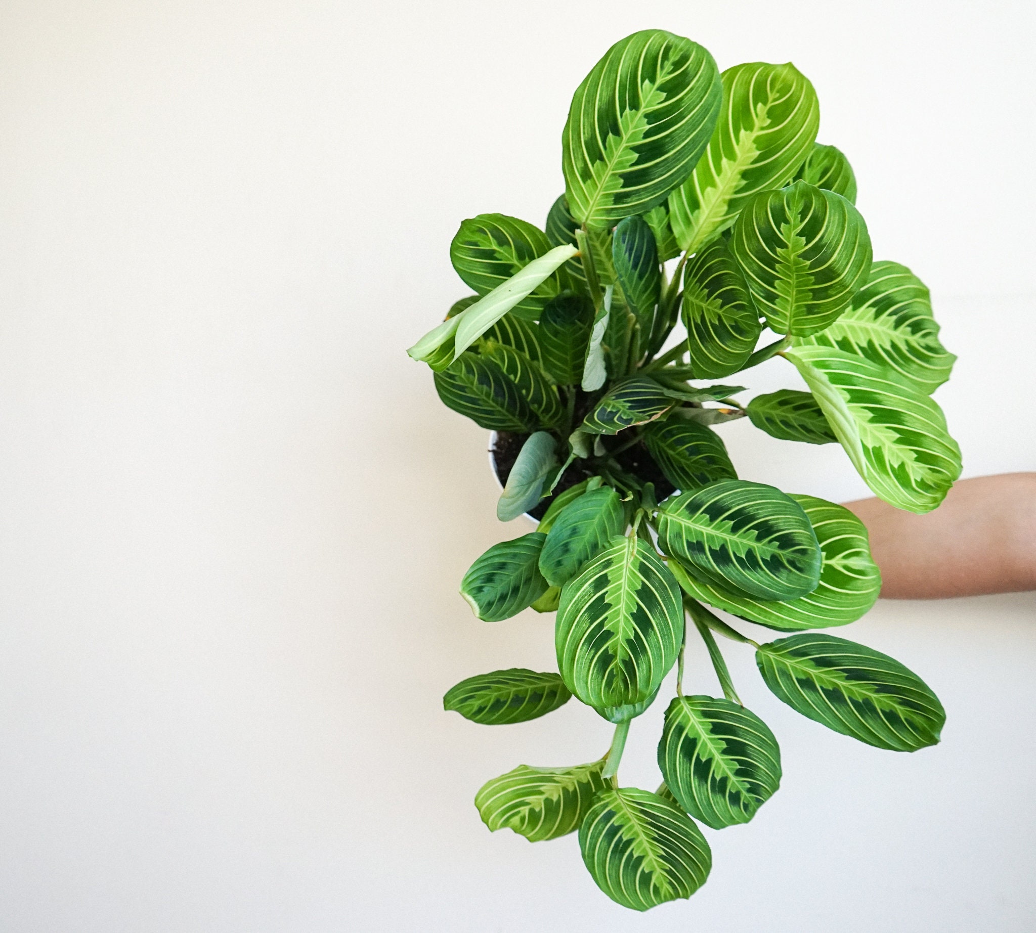 como-plantar-cuidar-marantas-etsy