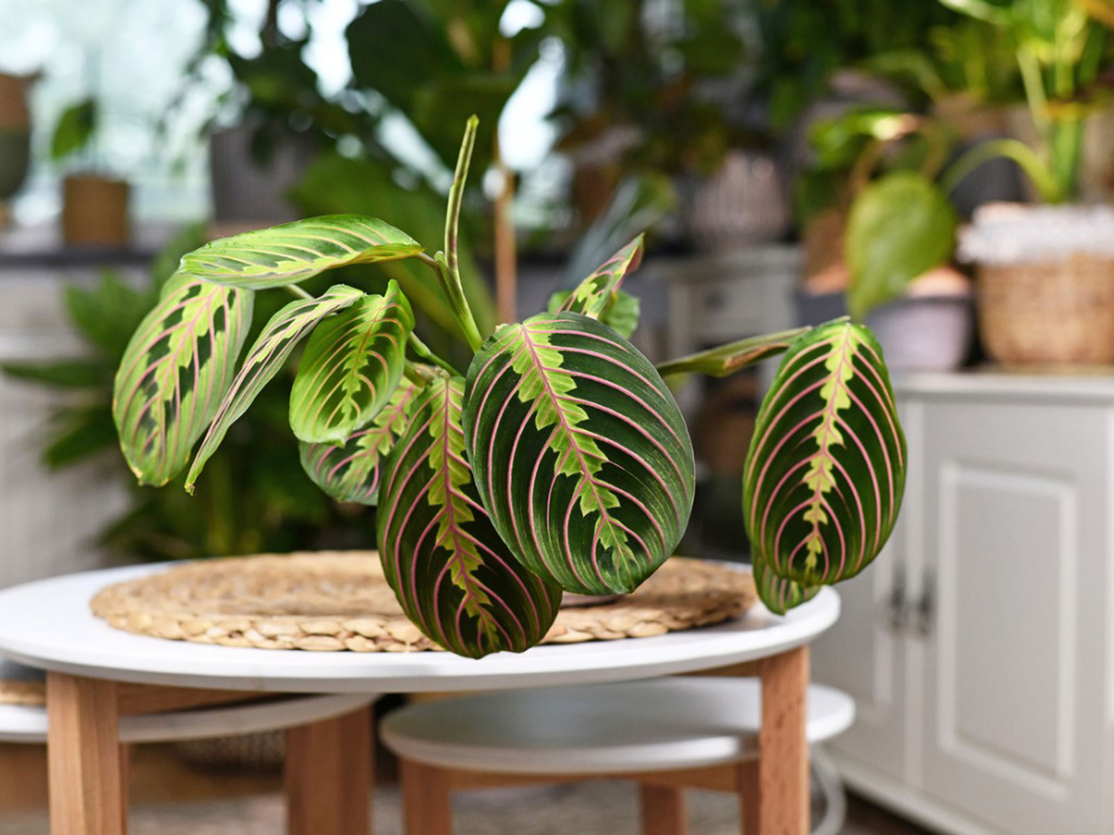 como-plantar-cuidar-marantas-gardening-know-how