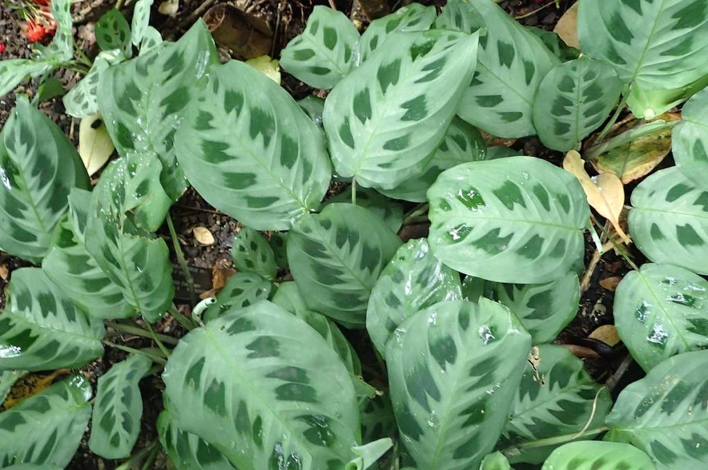 Como plantar e cuidar de marantas. Na foto, maranta Leuconeura Kerchoveana