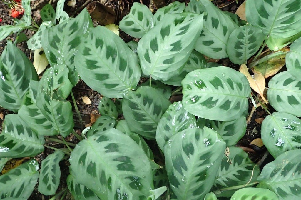 Como plantar e cuidar de marantas. Na foto, maranta Leuconeura Kerchoveana