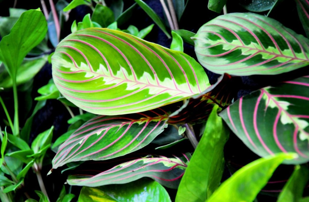 como-plantar-cuidar-marantas-leuconeura-pxhere Como plantar e cuidar de marantas. Na foto, Maranta leuconeura Erythroneura.