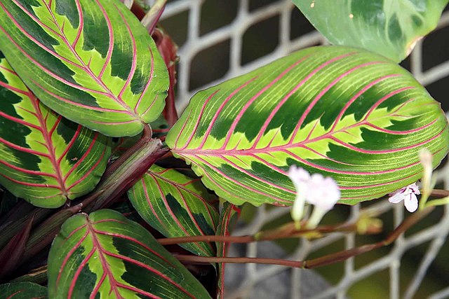 como-plantar-cuidar-marantas-leuconeura-wikimedia-commons-david-j-stang Como plantar e cuidar de marantas. Na foto, Maranta leuconeura Erythroneura.