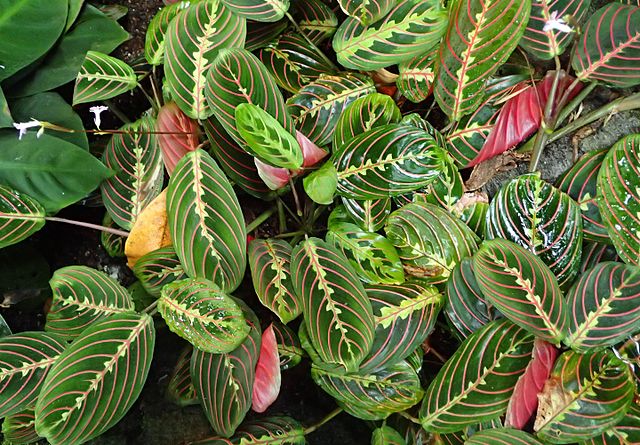 como-plantar-cuidar-marantas-leuconeura-wikimedia-commons-krzysztof-ziarnek-kenraiz Como plantar e cuidar de marantas. Na foto, Maranta leuconeura Erythroneura.