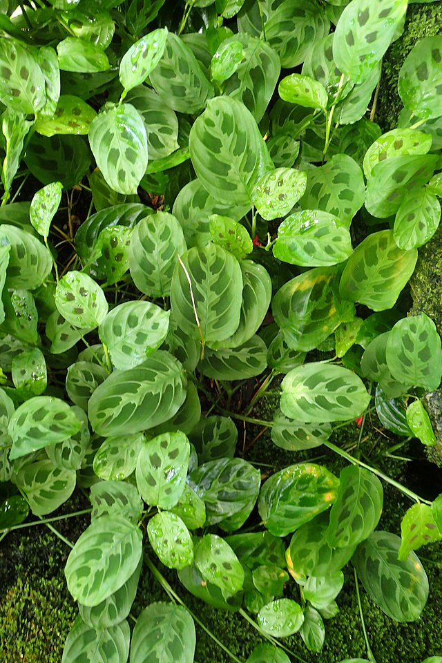 como-plantar-cuidar-marantas-maranta-depressa-wikimedia-commons-krzysztof-ziarnek-kenraiz Como plantar e cuidar de marantas. Na foto, maranta depressa