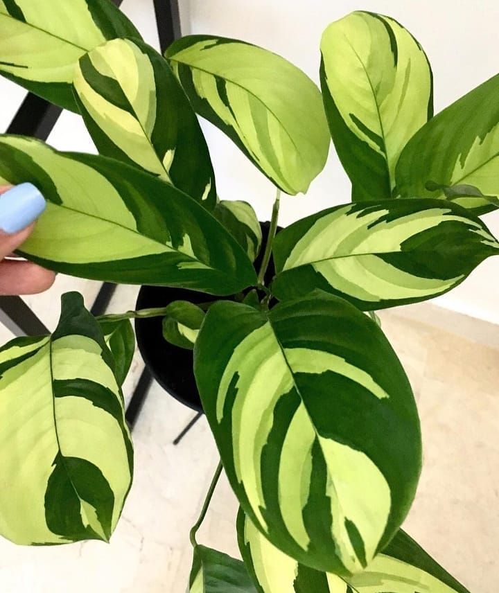 como-plantar-cuidar-marantas-pinterest
