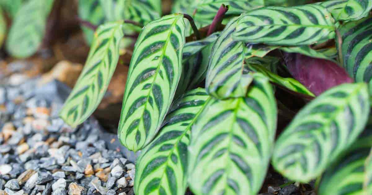 como-plantar-cuidar-marantas-plantcaretoday