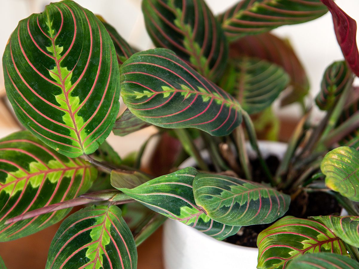 como-plantar-cuidar-marantas-thespruce