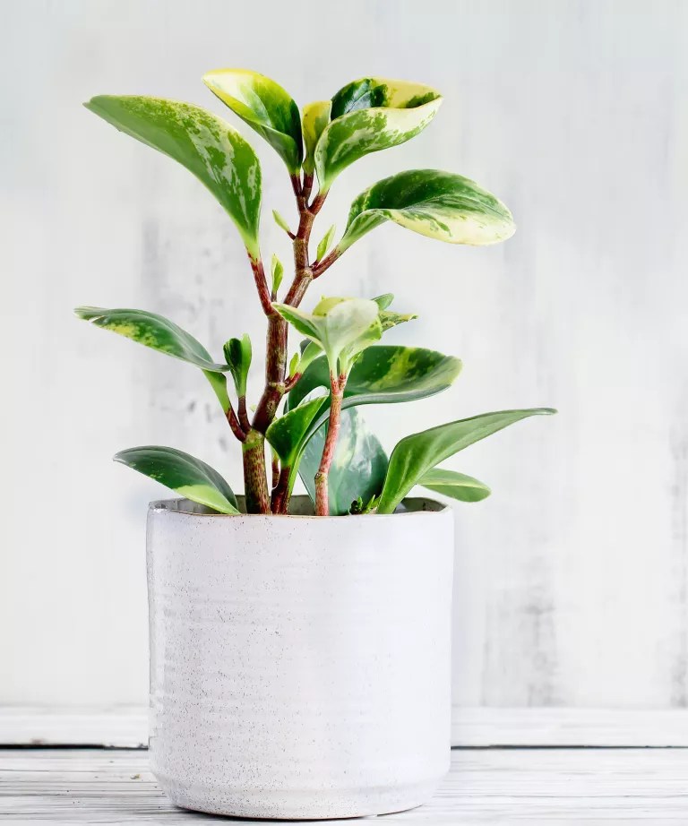 descubra-a-planta-do-ano-para-2022-4-getty