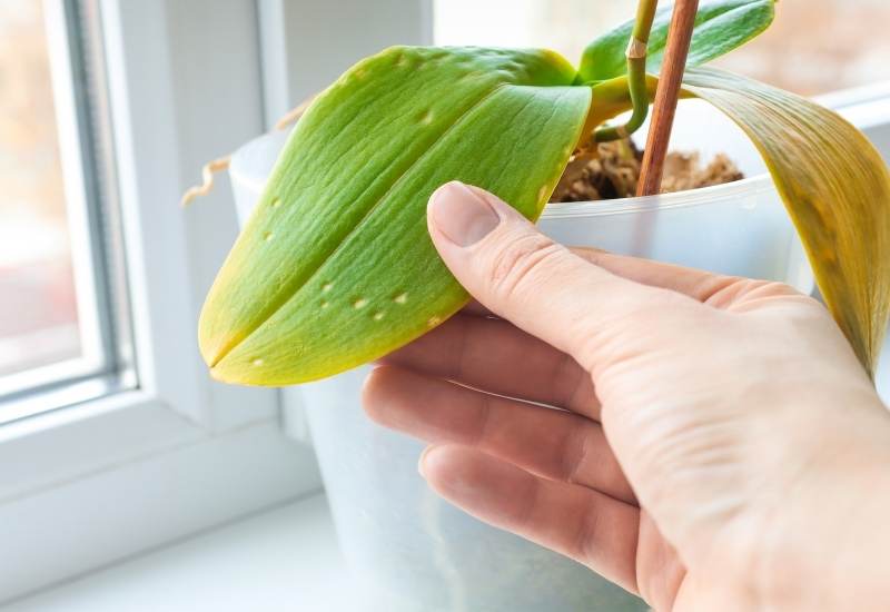 Por que minha orquídea está ficando amarela? Veja as 3 causas mais comuns |  CASA.COM.BR