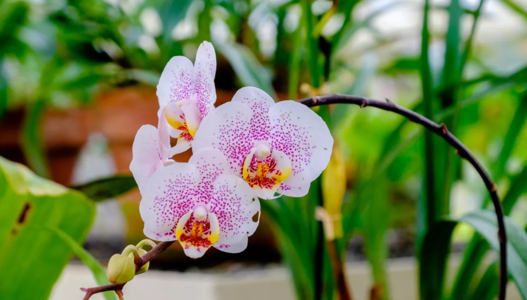 Por que minha orquídea está ficando amarela? Veja as 3 causas mais comuns |  CASA.COM.BR