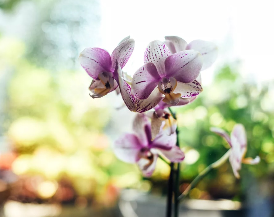 Por que minha orquídea está ficando amarela? Veja as 3 causas mais comuns |  CASA.COM.BR