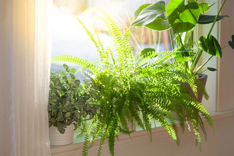 Samambaia sobre beiral de janela com luz do sol incidindo sobre a planta