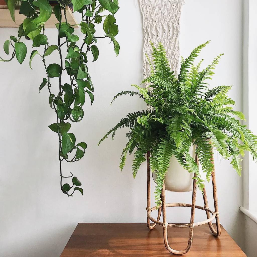 Samambaia em vaso branco com suporte em madeira sobre mesa