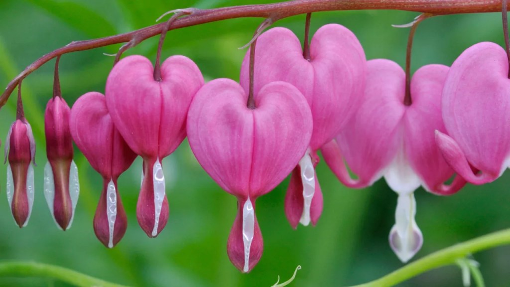 Nome dramático, flor delicada: como cultivar coração sangrento | CASA.COM.BR
