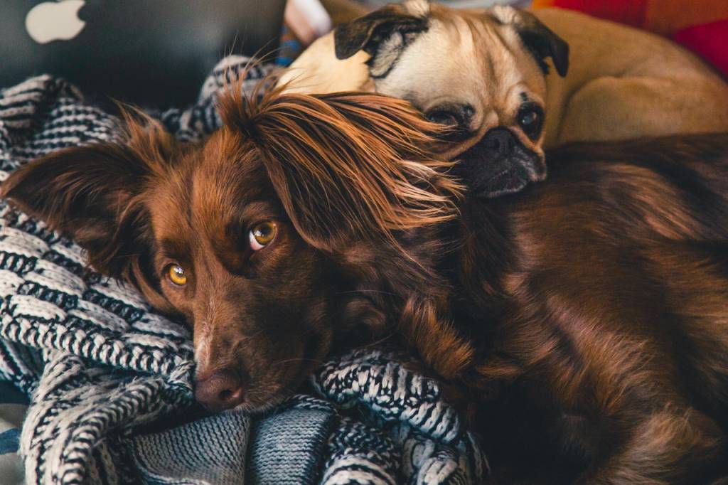 10-ideias-para-passar-o-Carnaval-em-casa-pets Cachorros deitados