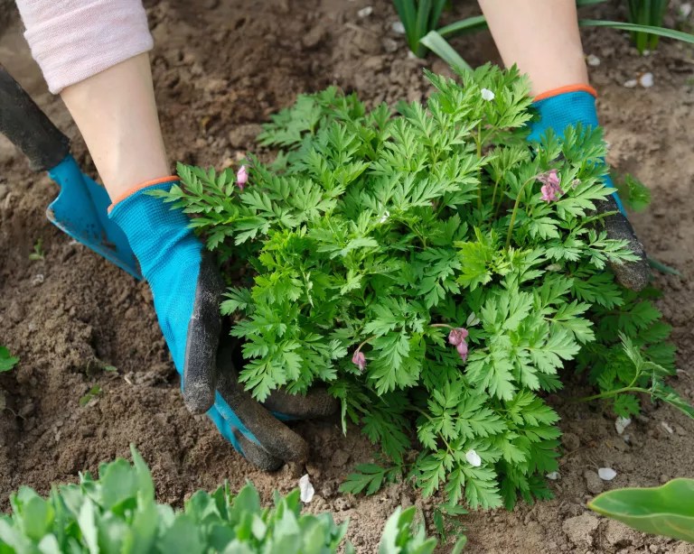 Plantando corações sangrentos