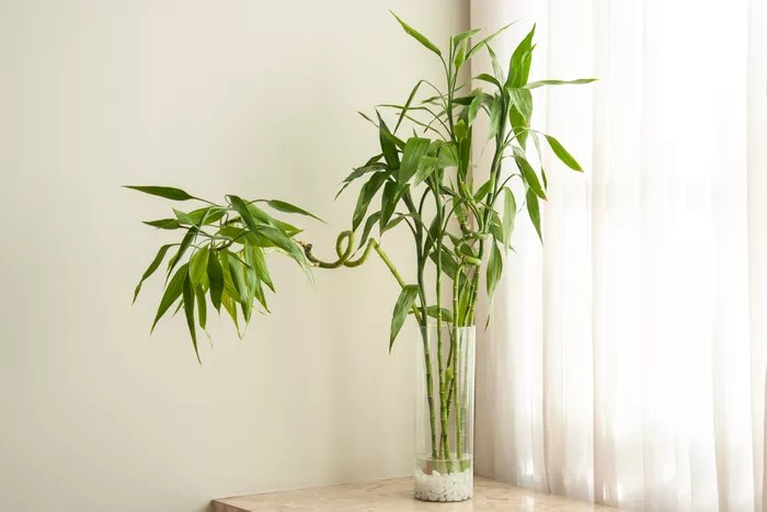 12-bambu-da-sorte-vaso-sobre-mesa-de-madeira-the-spruce-leticia-almeida