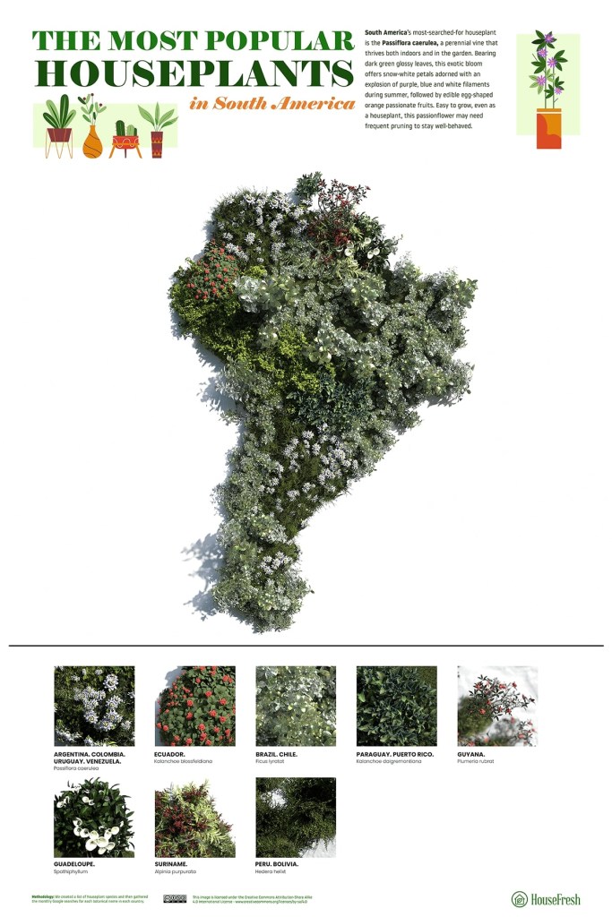 18-plantas-preferidas-de-cada-continente-casa.com-mapa-de-plantas-america-do-sul-ingles-house-fresh