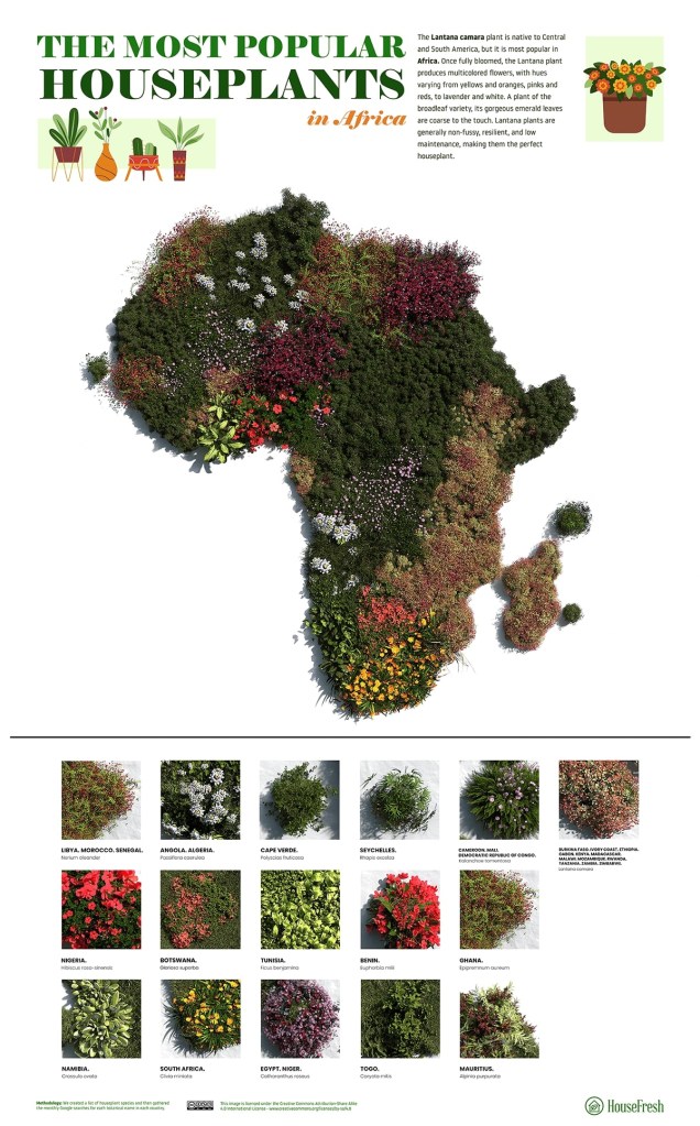 22-plantas-preferidas-de-cada-continente-casa.com-mapa-de-plantas-africa-ingles-house-fresh