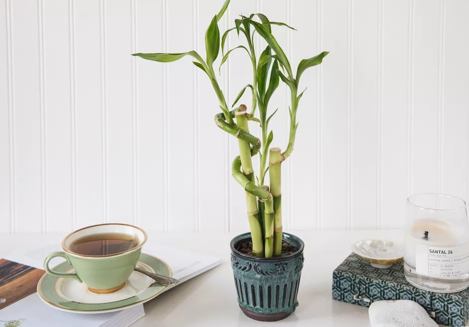 7-bambu-da-sorte-mesa-de-cha-the-spruce-leticia-almeira