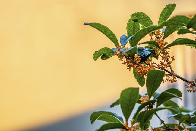 Azeitona doce (Osmanthus fragrans)