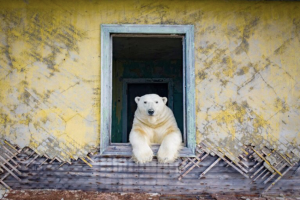 Fotos mostram ursinhos polares em estação meteorológica abandonada-03