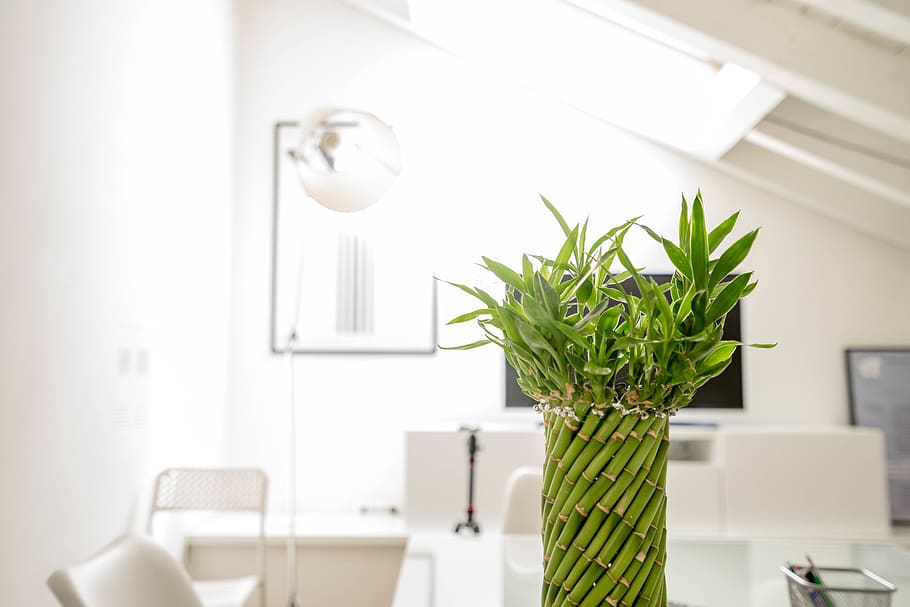 Plantas para ter em casa: bambu-da-sorte, start da felicidade