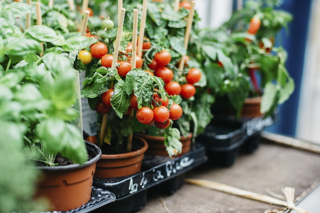 Tomates plantados em vaso enfileirados