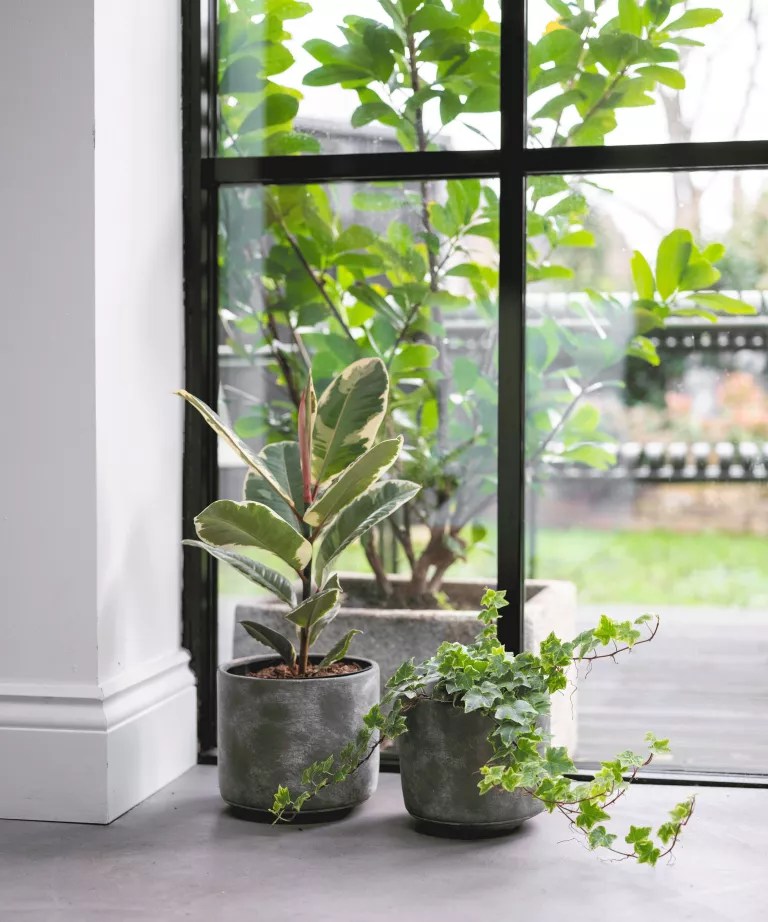 como-cultivar-ficus-elastica-casa.com-gardeningetc-11-the-stem Ficus elastica (Falsa-seringueira) próxima a uma porta de vidro em vaso de cimento