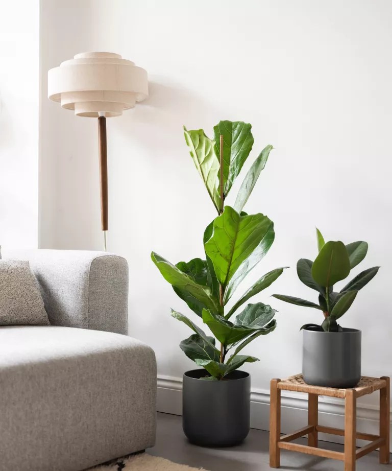 Ficus elastica (Falsa-seringueira) ao lado de uma sofá cinza e uma luminária de chão