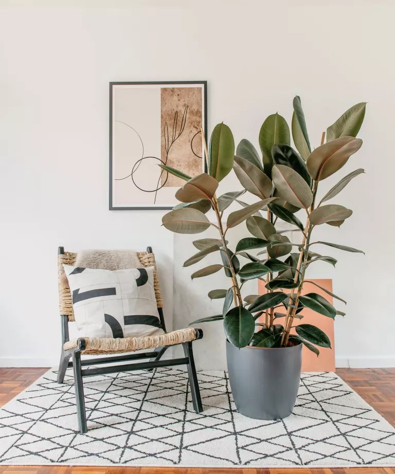 Ficus elastica (Falsa-seringueira) grande ao lado de uma cadeira, sobre um tapete com padrão geométrico e quadro na aprede