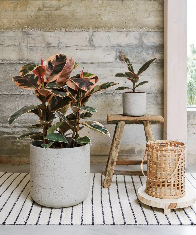 como-cultivar-ficus-elastica-casa.com-gardeningetc-6-beards-and-daisies Ficus elastica (Falsa-seringueira) em vaso de cimento