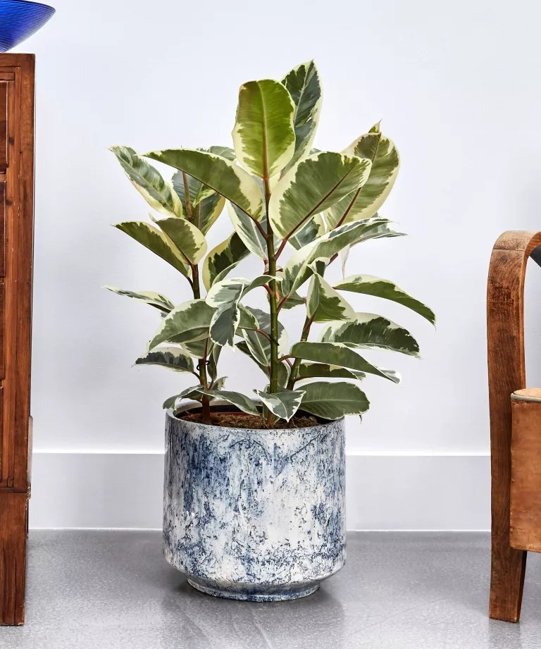 Ficus elastica (Falsa-seringueira) em vaso marmorizado