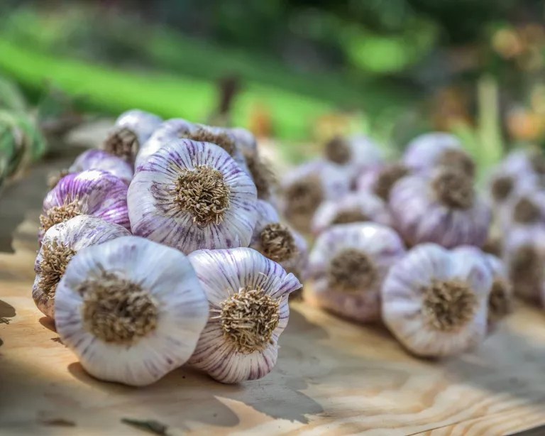 como-cultivar-seu-proprio-alhocasa.com-gardeningetc-2-barbara-rich-moment-getty-images Cabeças de alho espalhadas em uma mesa
