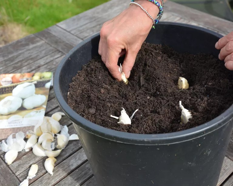 Dentes de alho sendo plantados em um vaso preto