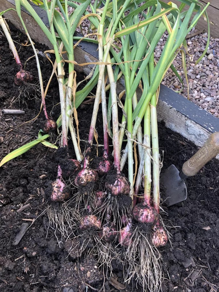 como-cultivar-seu-proprio-alhocasa.com-gardeningetc-5-beth-murton Alhos sendo colhidos da terra
