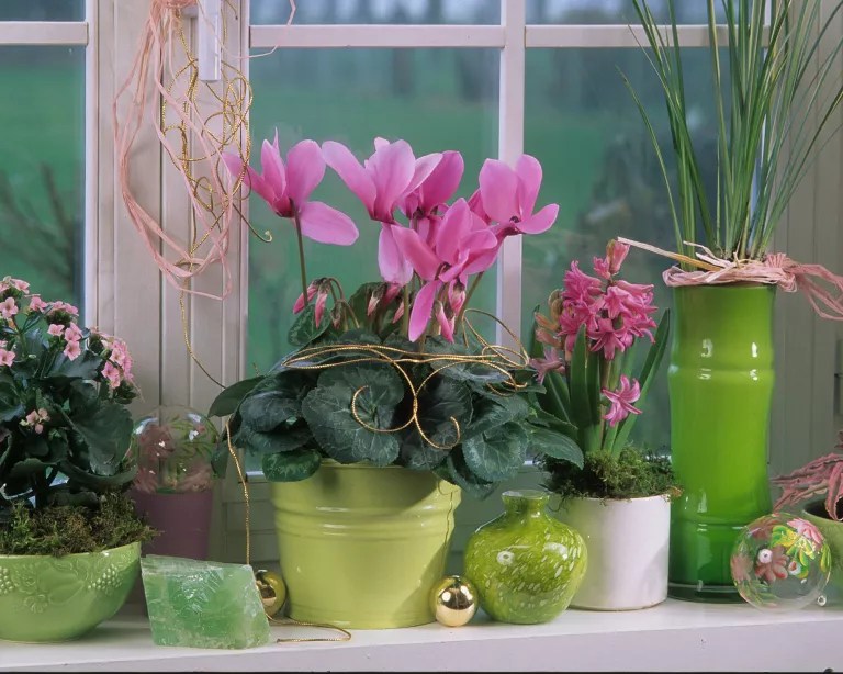 como-plantar-e-cuidar-de-ciclame-casa.com-gardeningetc-2-michel-viard-getty-images