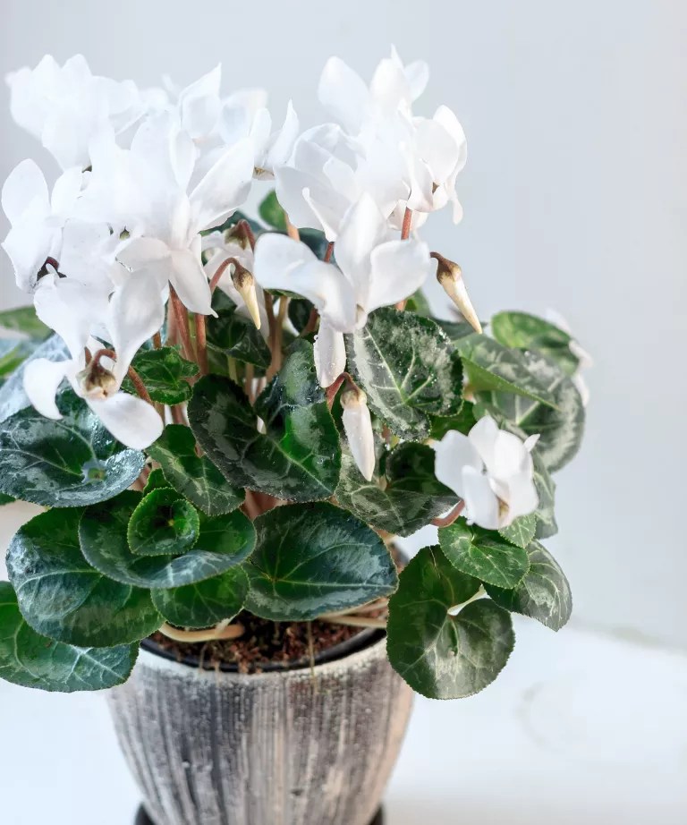como-plantar-e-cuidar-de-ciclame-casa.com-gardeningetc-3-web-sharaf-maksumov-getty-images