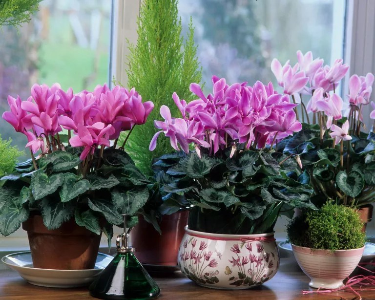 como-plantar-e-cuidar-de-ciclame-casa.com-gardeningetc-4-michel0viard-getty-images