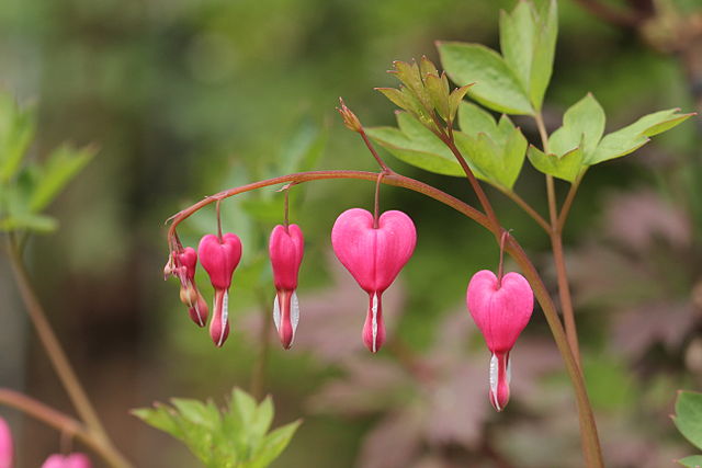 Nome dramático, flor delicada: como cultivar coração sangrento