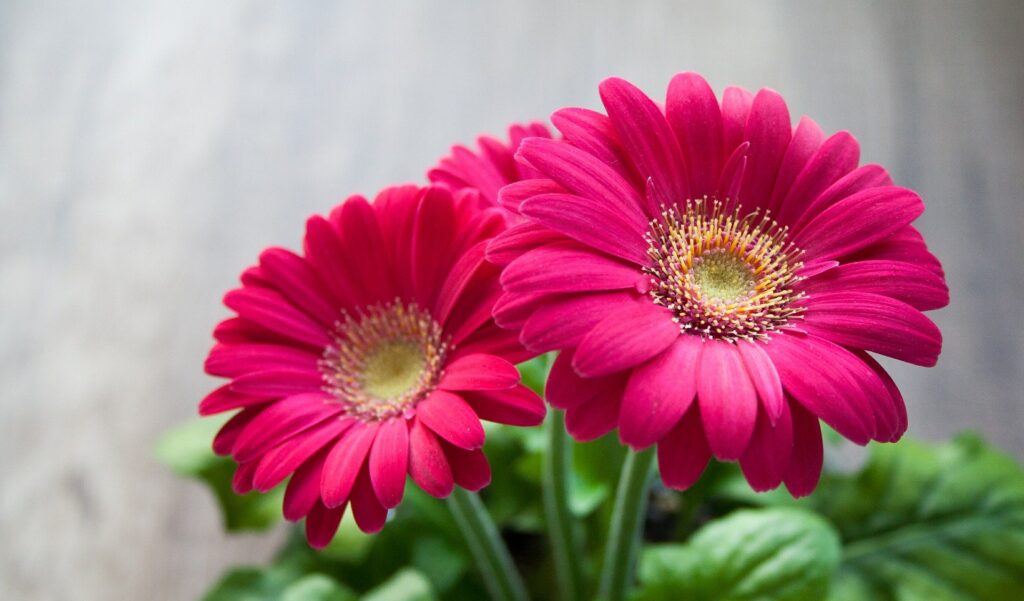 Flores de gérbera em tom de rosa.