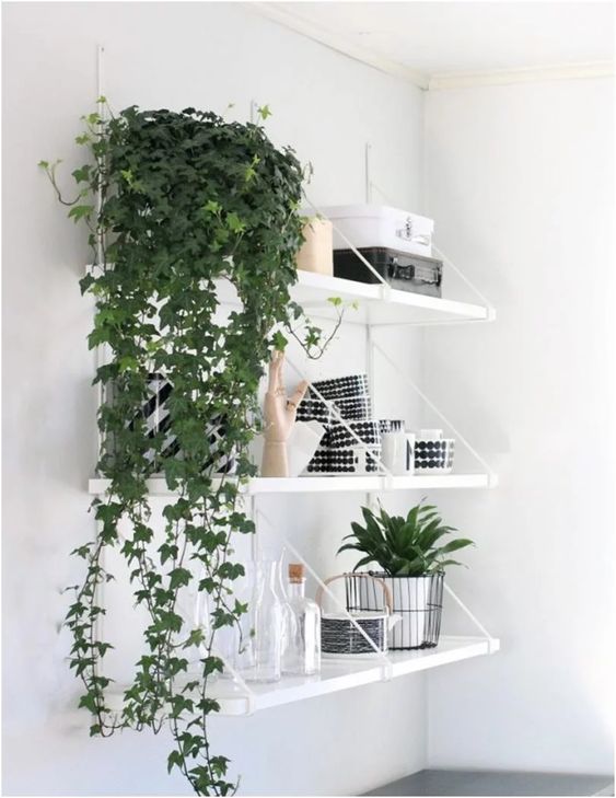 hera-planta Hera