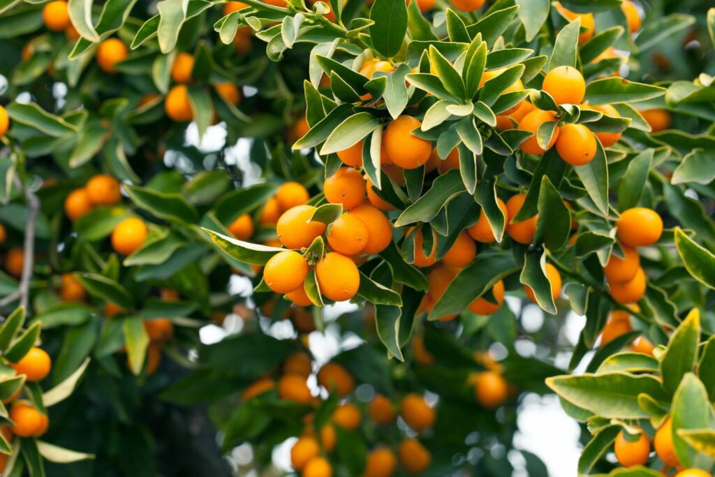 Árvore Kumquat