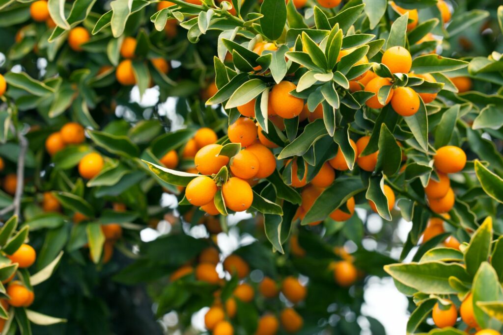 kumquat Árvore Kumquat