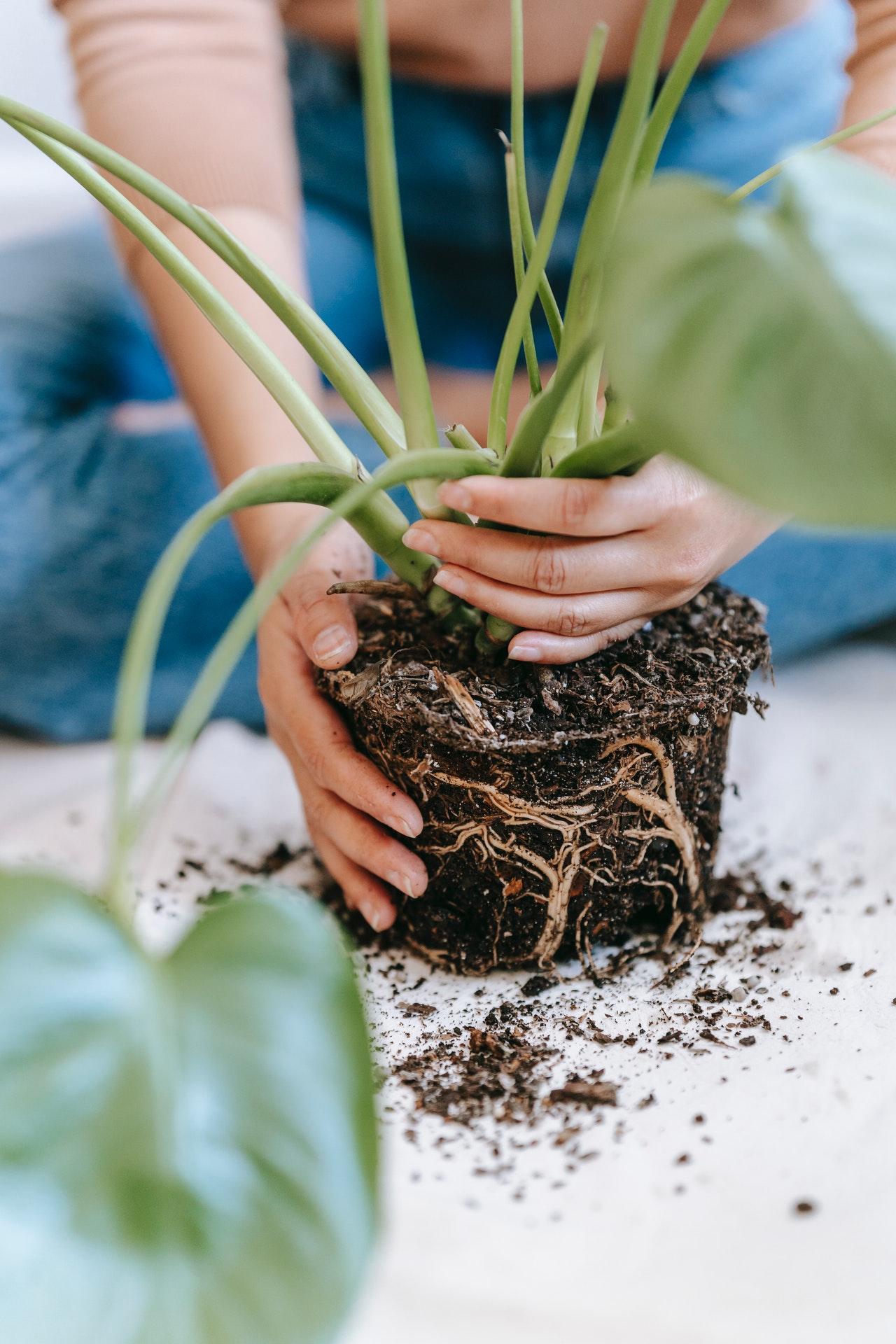 Pessoa replantando uma planta; muda com terra envolta