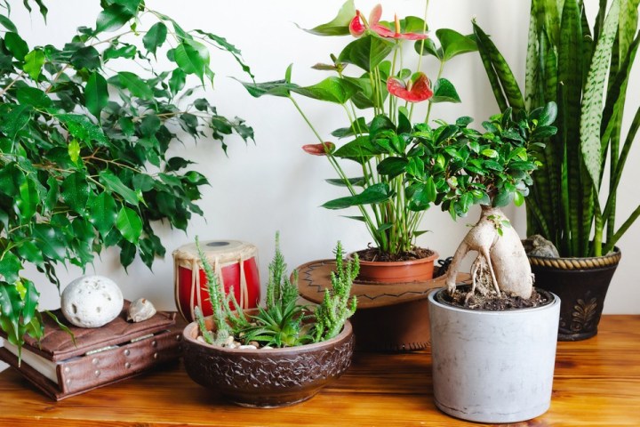 15 plantas para cultivar dentro de casa