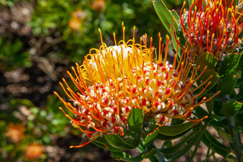 Protea: como cuidar dessa planta 