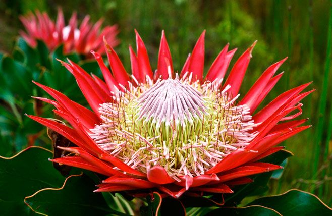 protea gigante pinterest Vision Art NEWS