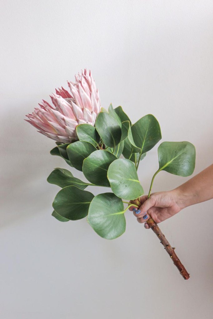 protea-gigante-vejario
