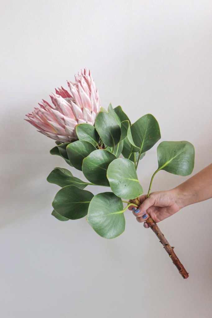 protea gigante vejario Vision Art NEWS